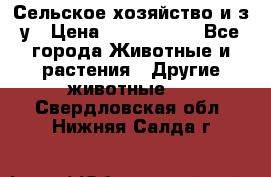 Сельское хозяйство и з/у › Цена ­ 2 500 000 - Все города Животные и растения » Другие животные   . Свердловская обл.,Нижняя Салда г.